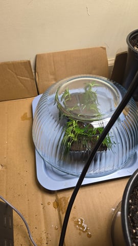 Blue Dream Clones — vegetative, day 8