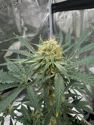 Grow Number 2 — flower, day 47