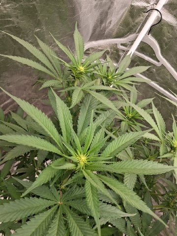 TEAM FULL AUTOS — flower, day 96