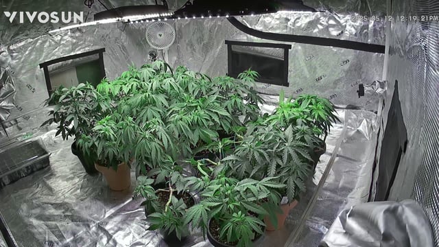 outdoor start/indoor 2025 — vegetative, day 56