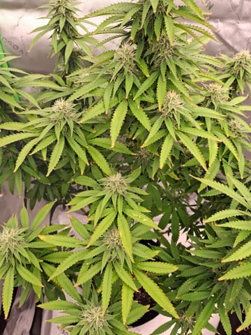 Do Si Dos -Cookies — flower, day 95