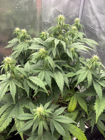 Batch #3 — flower, day 27