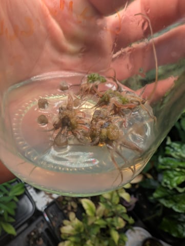 Plant in a test tube — seedling_rooting, day 94