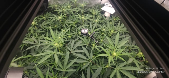 Found my Females... Game On! — flower, day 146