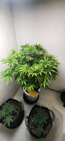 1st grow Dr. Nefario — vegetative, day 66