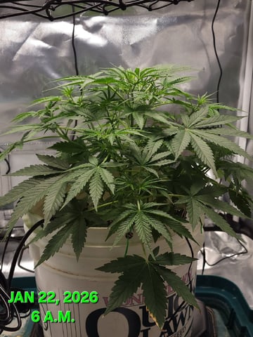 Dos Si Dos. Indica — vegetative, day 28