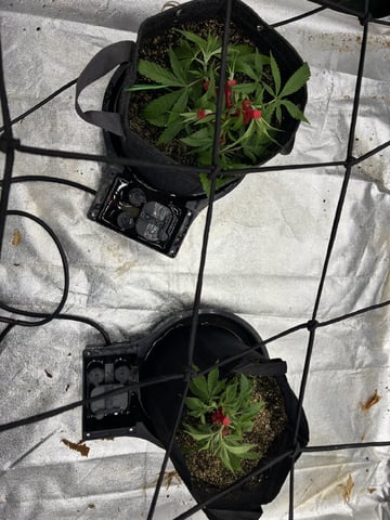 B.P, E.G, B.F, Chama! — vegetative, day 37