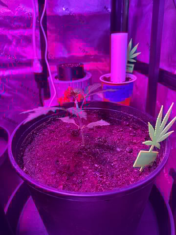 Oklagrow — grow_setup, day 4