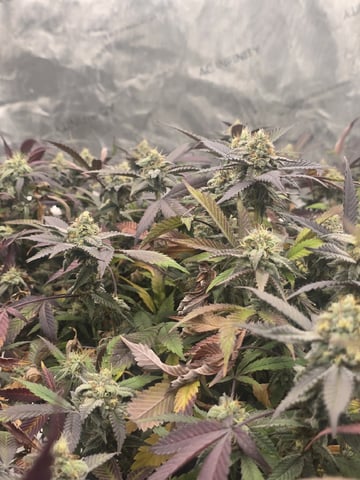 Dante's Inferno Rerun