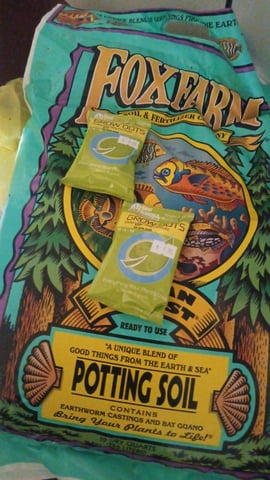 Auto flowers #1 #2 — grow_setup, day 1