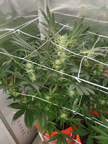 Bruce Banner — flower, day 56