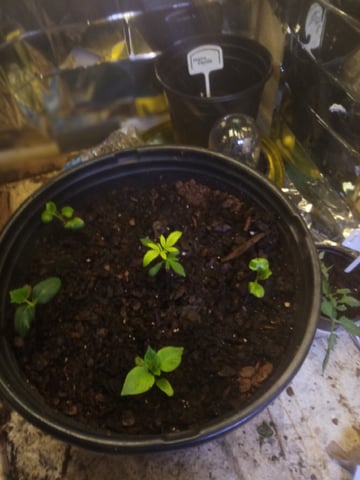 Queen Royal Autoflower  — vegetative, day 39