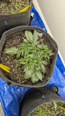 mephisto winter 2026 — flower, day 25