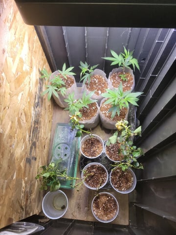 Ghetto Growing — flower, day 40