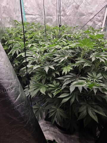 Relentless Genetics Trop Cherry S1 — flower, day 36