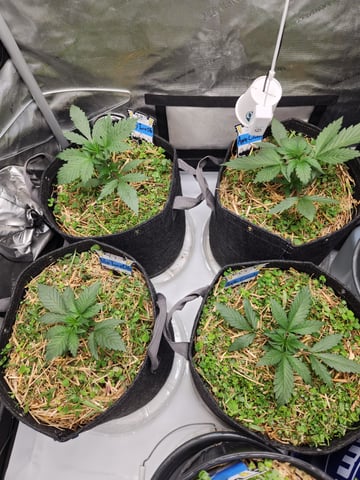 Mephisto Apple Crush and Pop tart OG in Nature's Living Soil.  — vegetative, day 22