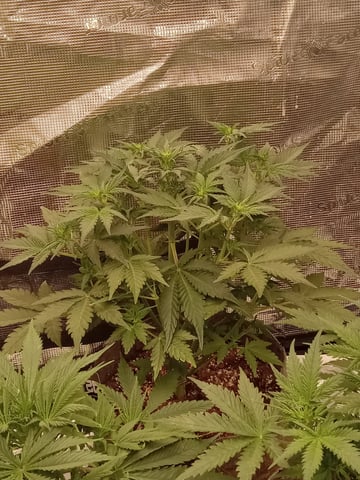 5 Autos — vegetative, day 5