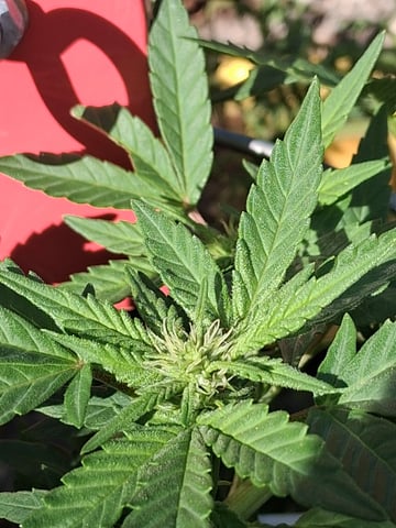 Crimson Haze — flower, day 5