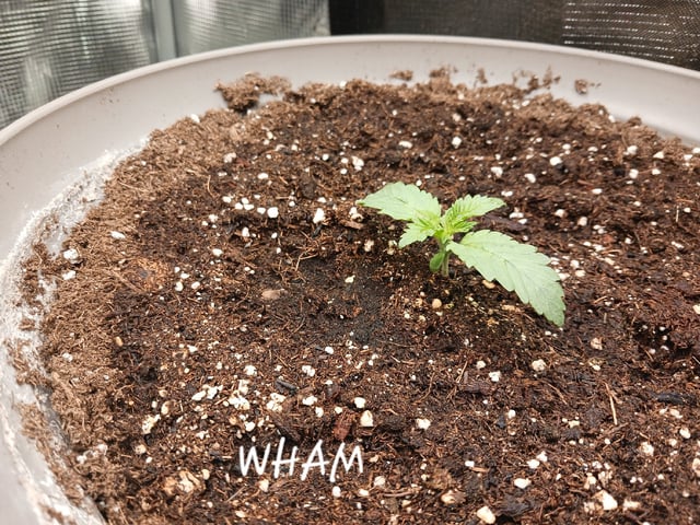 Christmas Stash  — vegetative, day 4