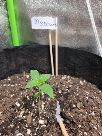 Mystety A — grow_setup, day 10