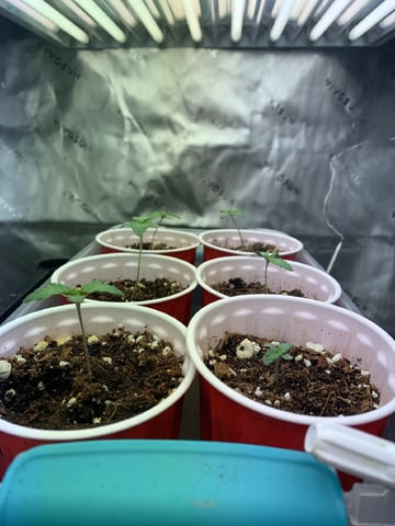 Papaya Frosting  — seedling_rooting, day 10