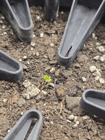 2nd Grow Lemon Cherry Cookies — germination, day 5