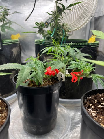 32oz Container Grow — auto, day 6