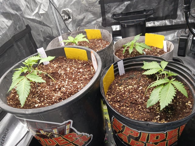 critical purple kush x peyote wifi  in the auto pot system tray 2 grow with added microhazian to the coco coir  — vegetative, day 18