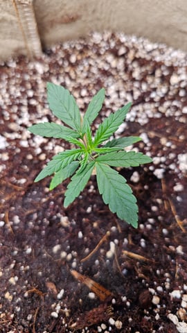 First Grow — vegetative, day 1