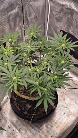 mc nuggets r1 — flower, day 61