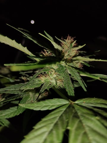 first time  — flower, day 23