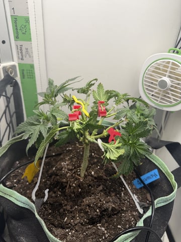 Midsummer Outdoor — vegetative, day 37