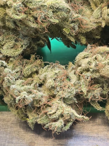 First Autoflower Indoor — harvest, day 45