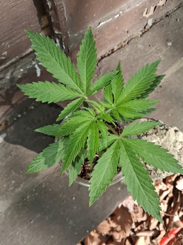 My First Grow — vegetative, day 50