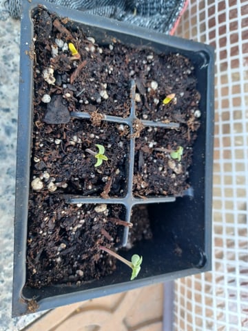 summer 2025 — germination, day 5