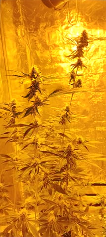 1.2 X 1.2 X 2 — grow_setup, day 2