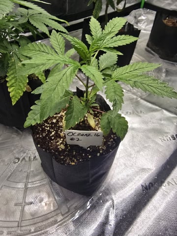 Oceanz 16 — vegetative, day 27