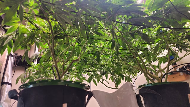 DNA Genetics Kosher Cookies rockwool run round 2 — vegetative, day 42