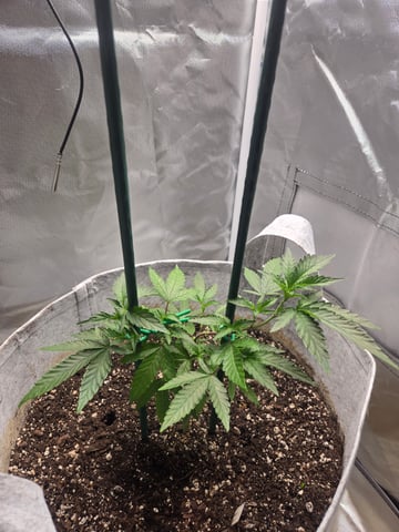 Looking for advice! — vegetative, day 19