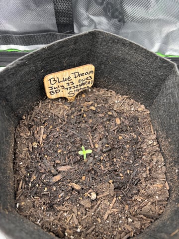 Round 1 — seedling_rooting, day 11