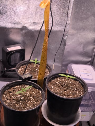 first grow second plant  — seedling_rooting, day 8