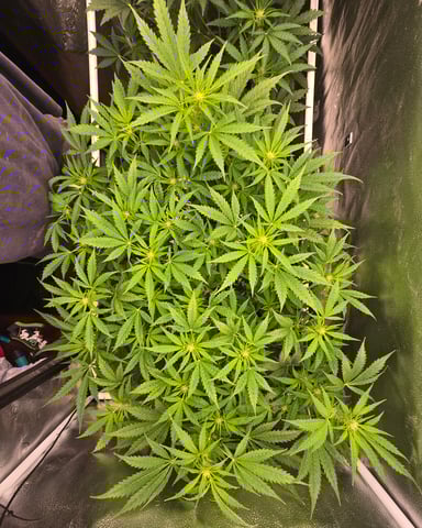Spider-Farmer Hydro — flower, day 46