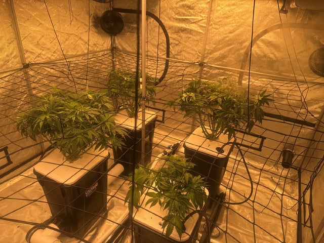 Start over! — vegetative, day 52