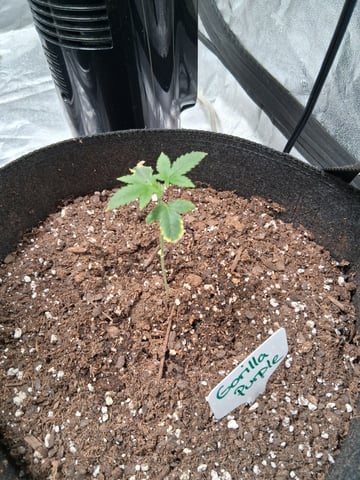 Gorilla Purple Auto — vegetative, day 22