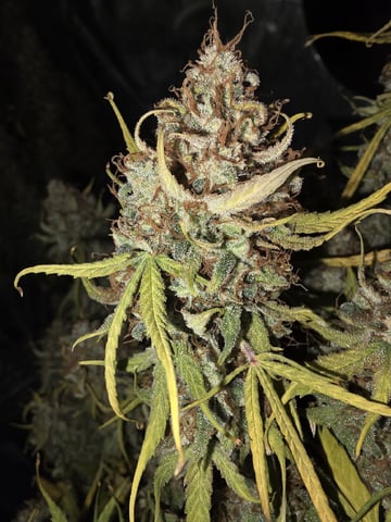 Autos — harvest, day 85