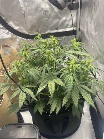 3x3 Grow — flower, day 8