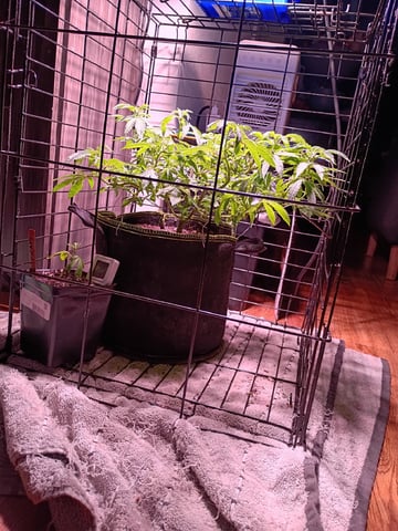 FKAFL — vegetative, day 52