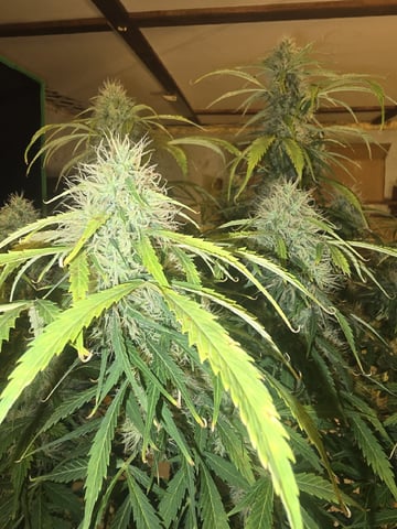 Autos AGAIN — flower, day 85