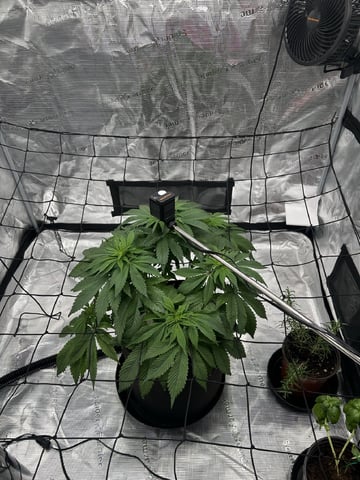 2025-26 harvest INDOOR — flower, day 98