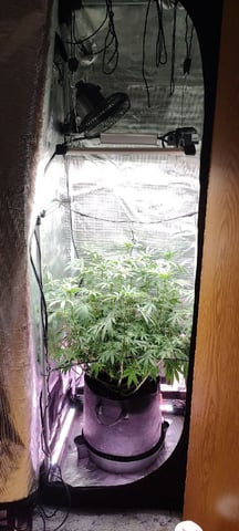 winter grow — flower, day 102